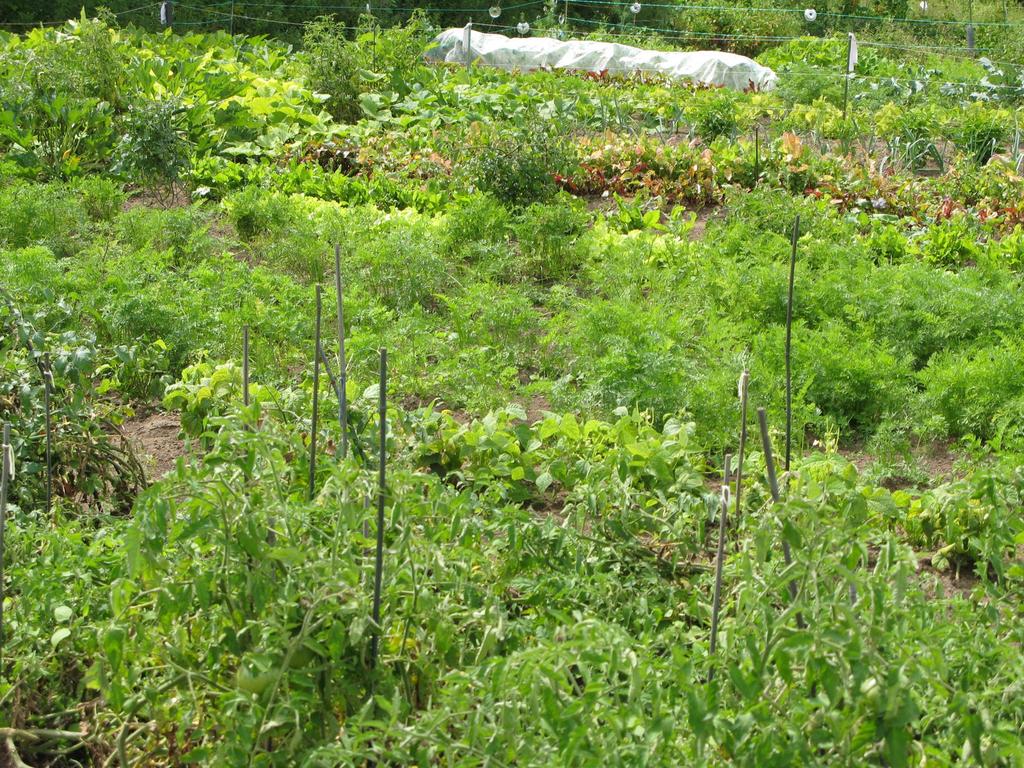 ph Preference (7.0 is neutral) Acid Loving Plants Vegetable ph Vegetable ph Cabbage ~7.0 Beans 6.0-6.5 Broccoli ~7.0 Carrots 6.0-6.5 Cauliflower ~7.0 Eggplant 6.0-6.5 Beets ~7.0 Parsnips 6.0-6.5 Turnip ~7.