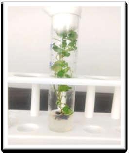 Natural non calorie sweetener in stevia (Stevia rebaudiana Bertoni): A future crop of India. Crop Res. Hisar. 14(2): 347 350. 3. Chatsudthipong V. and Muanprasat C. (2009).