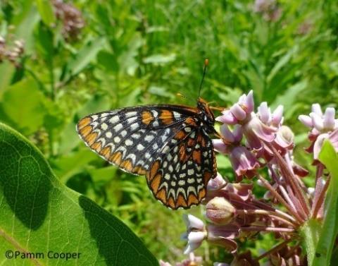 In the northeast, there are five different perennial species of milkweed growing wild: Butterfly weed (A.