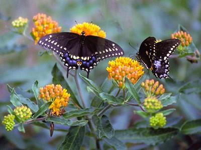 The planting site should be chosen carefully as milkweed is difficult to transplant. Consider planting in drifts of three plants or more, instead of simply using one plant.