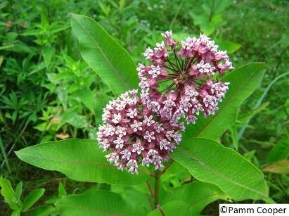 Common Milkweed (A. syriaca) is aptly named as it is the most widely found milkweed in North America. It grows a strong, three foot stem and pink flower.