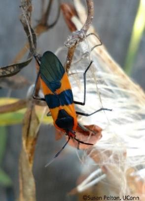 Large Milkweed bug (Oncopeltus fasciatus)-3/4" long adults are bright orange-red with black wing pads and a black band across the back. Feed mid-late summer. Migrate south at the end of the season.