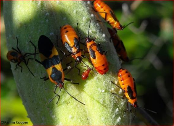 It is often mistaken for the Boxelder bug. It overwinters as an adult or nymph. No significant harm to the plants.