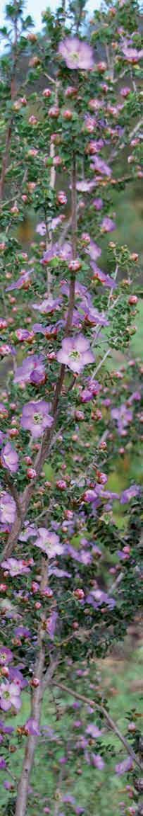 Botanical name: Leptospermum rotundifolium Cultivar: Lavender Queen Leptospermum is an attractive feature filler from the Myrtaceae family, to which waxflower belongs.