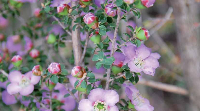 FLOWERS Appearance When to harvest Colour clear and uniformly mauve; true to type of Lavender Queen. Flowers clustered densely and evenly along and around the flowering branchlets on the stem.