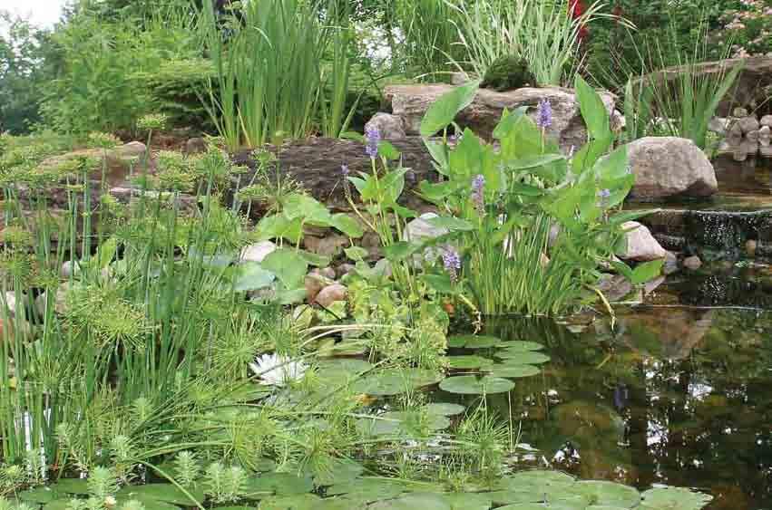 MAINTENANCE WATER MAINTENANCE ANCE BIOLOGICAL WATER TREATMENTS To ensure the lasting health and beauty of a water garden, conditioners and treatments are essential.