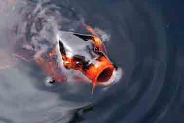 Koi and goldfish have trouble digesting food at colder water