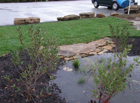 What is a Rain Garden? Rain gardens are shallow depressions filled with native plants designed to catch and absorb stormwater runoff from roofs, streets, parking lots and other areas.