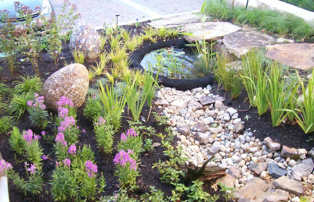 Maintain your rain garden Water your newly-planted rain garden during its first growing season. Remove weeds regularly. Remove any dead stems or seed heads that do not appeal to you.