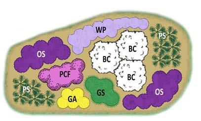 AA = Aromatic Aster FGB = Foxglove Beardtongue GP = Garden Phlox GS = Gray s Sedge MBS = Marsh Blazing Star OCF = Orange Coneflower PCF = Purple Coneflower PPM = Purple Poppy Mallow SBF =