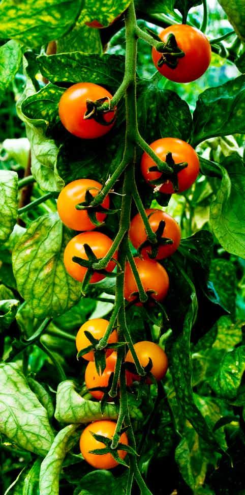 sun lovers Tomatoes, peppers and aubergines are all part of the same family and do
