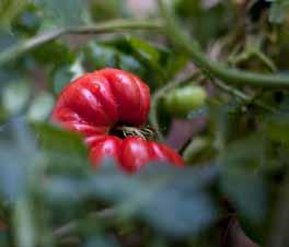 There are three types of tomato: cordons, tumbling or bush plants, which cover most