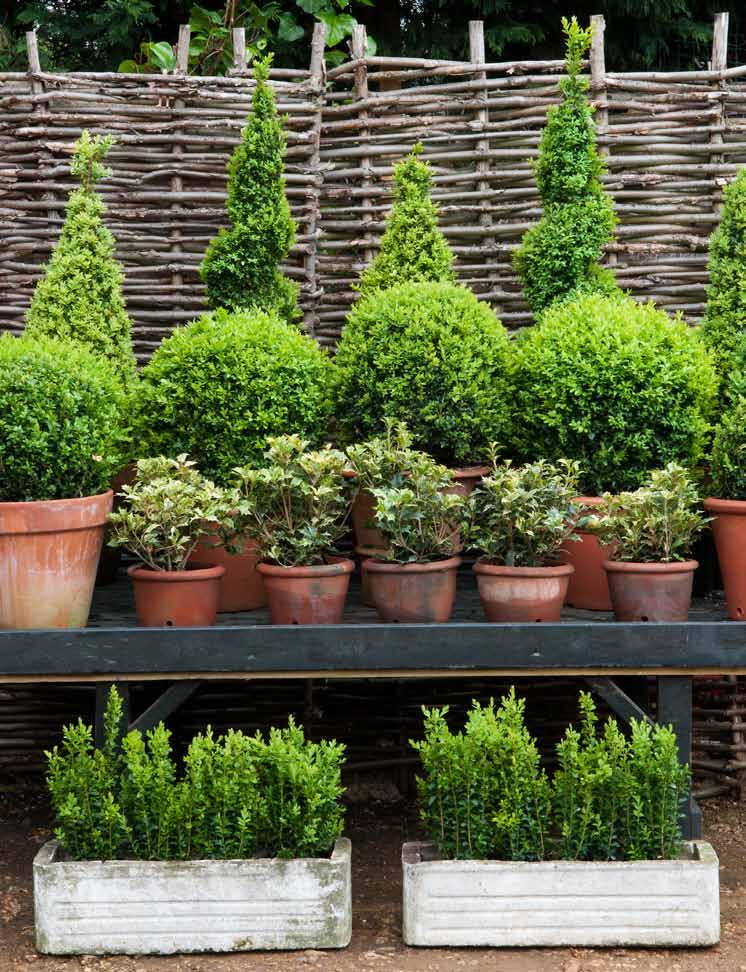 why not try Plants for topiary Box Buxus sempervirens produces dark green glossy leaves, which clip well, forming a good dense habit. If fed and watered it is quick-growing.