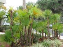 It is drought-tolerant and lowmaintenance. The pindo palm is cold-hardy and can be used as a specimen plant, grown in a container or used as a street tree.