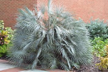 It is droughttolerant and low-maintenance. The palmate fronds (like a saw palmetto) of this native are green and the palm is cold-hardy.