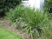 shade. It grows from 2-24 inches tall, depending on dwarf or regular varieties. It has a fine, grass-like texture and is a clumping evergreen perennial.