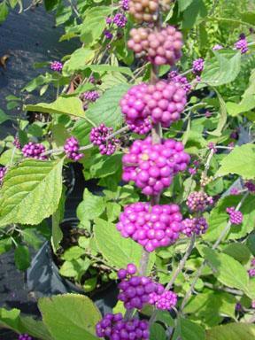 Callicarpa americana American Beautyberry Beautyberry is a deciduous native shrub. It will grow in sun or shade and will grow up to six feet tall and wide.