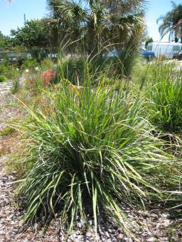 equisetiformis Firecracker Plant Firecracker plant is a drought-tolerant, low-maintenance evergreen shrub.