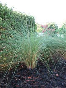Dwarf Fakahatchee grass can tolerate moist or dry soils.