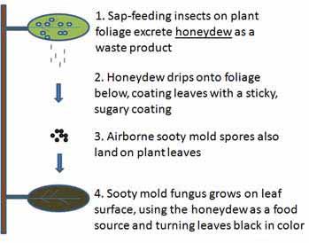 The disease Sooty mold is a black, non-parasitic, superficial growth of fungi on plant surfaces.