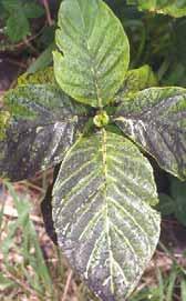 Sooty mold on a banana leaf associated with coconut mealybug