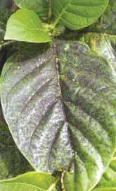 leaf. The cleared tracks on the leaf surface indicate where a