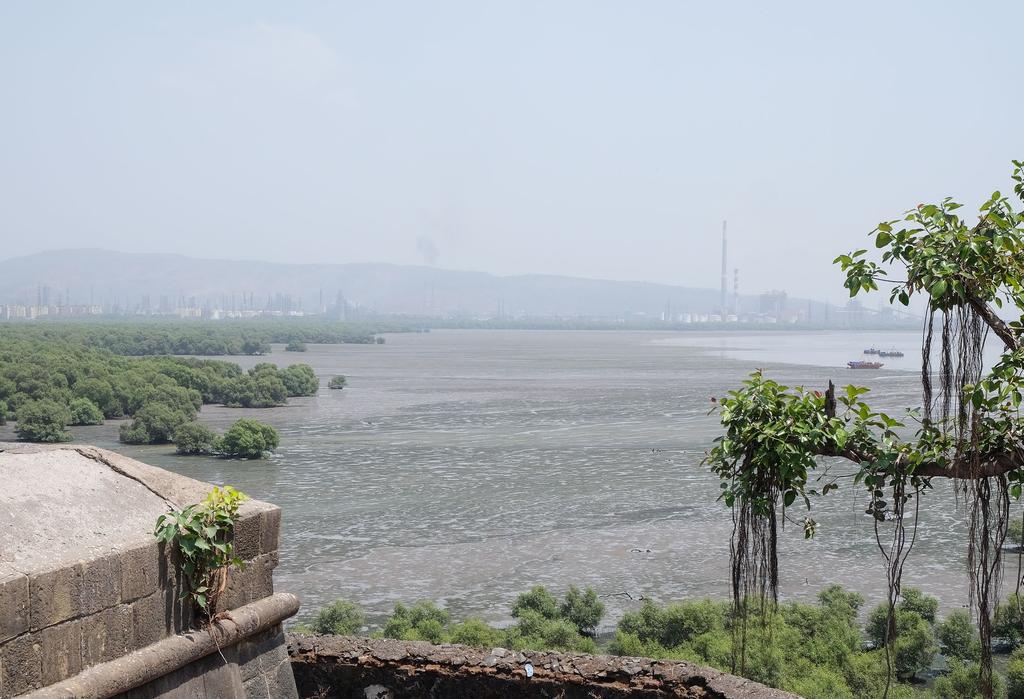 Top: Mangroves on the Sewri
