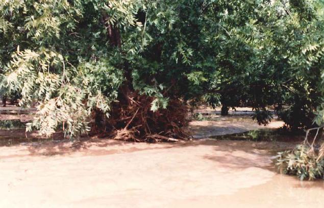 1993 Flood-Debris buildup on