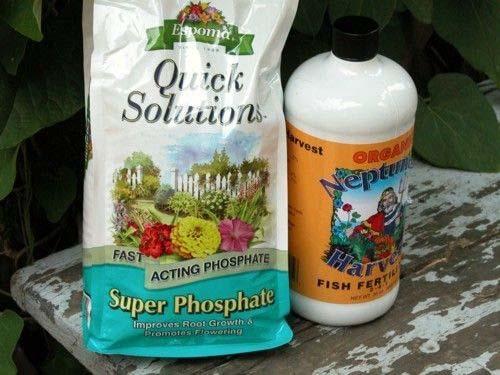 Some potting mixes include fertilizer Some don t Check label Container plant roots can t spread