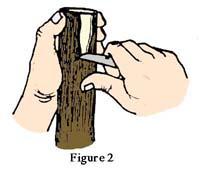 It should extend half the distance through the graft stick at approximately a 45 degree angle. The long cut is the same thickness from the slant cut to the end of the graft stick.