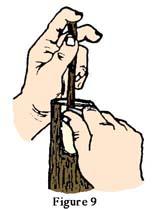 As the graft stick is inserted, press the bark flap against the graft stick with the thumb of the right hand to firmly hold the graft