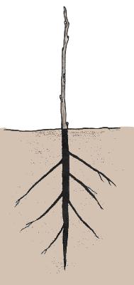 Whip Grafting Step 1. Seedling rootstocks, 1 to 2 years of age, are usually used for whip grafting purposes.