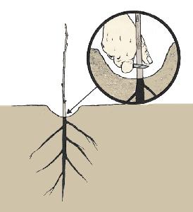 Whip Grafting Step 3. Expose about 4 to 6 inches of the upper portion of the tap root. Where only a few trees are involved, the entire process of soil removal may be accomplished by the use of a hoe.