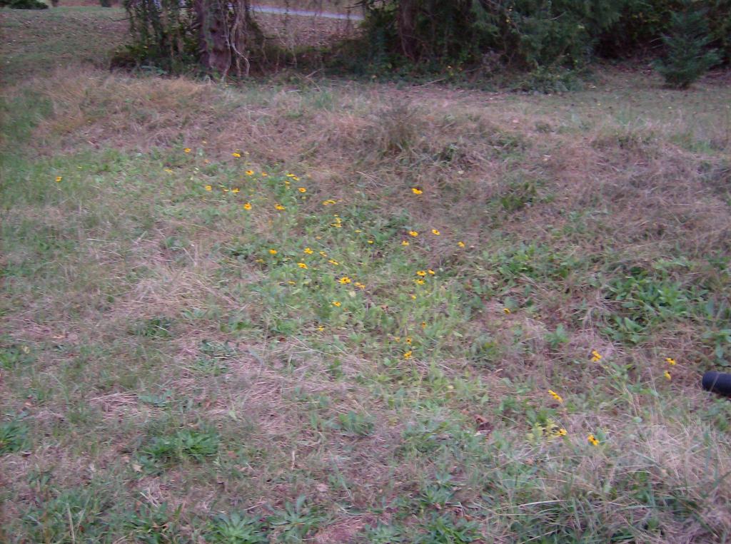 Rain Garden Seed Mix Year 1 Is this what a new home buyer wants?