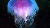 jellyfish, stingray,