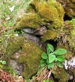 lichens, mosses, fungi and beetles