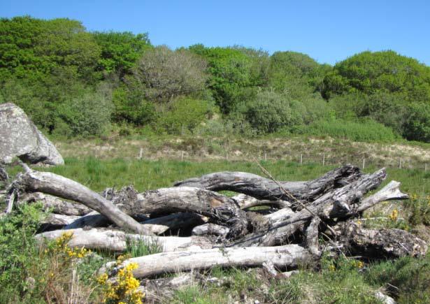 Log piles and other woody habitats 15 Features to note Log piles can support moss, lichens and other flora and are used as an overwintering site by amphibians, Hedgehogs and some invertebrates.