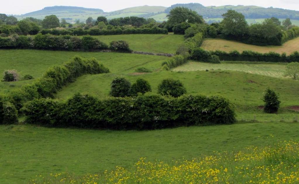 Field Boundaries 6 Hedgerow Dry stone wall Woodland belt CS Hedgerows and tree-lines are features in the landscape.