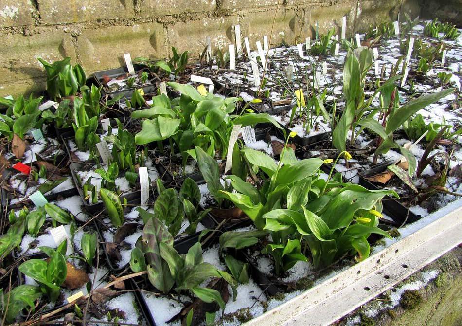 Potted Erythronium, mostly seed raised, in the