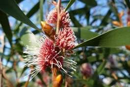 Hakea Burrendong Beauty is another very early one.
