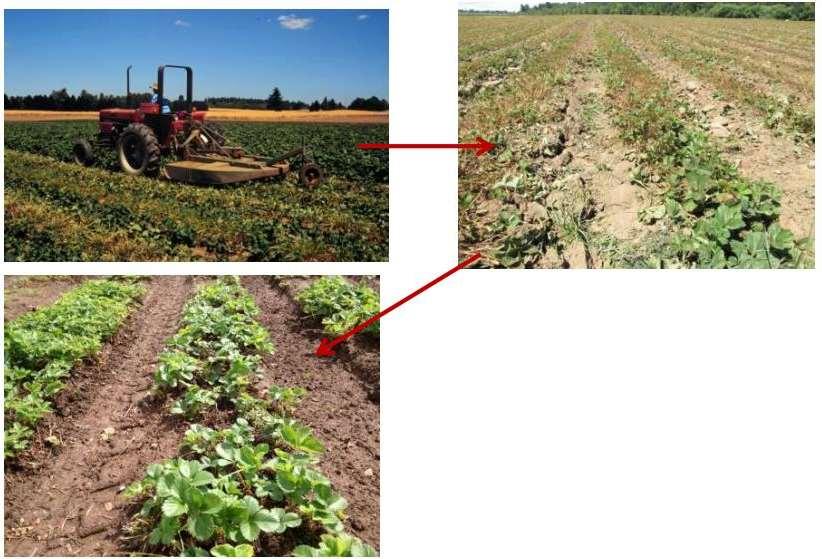 June bearing strawberry renovation Photos: B. Strik Organic fertilizer preferred in liquid form and doled out.
