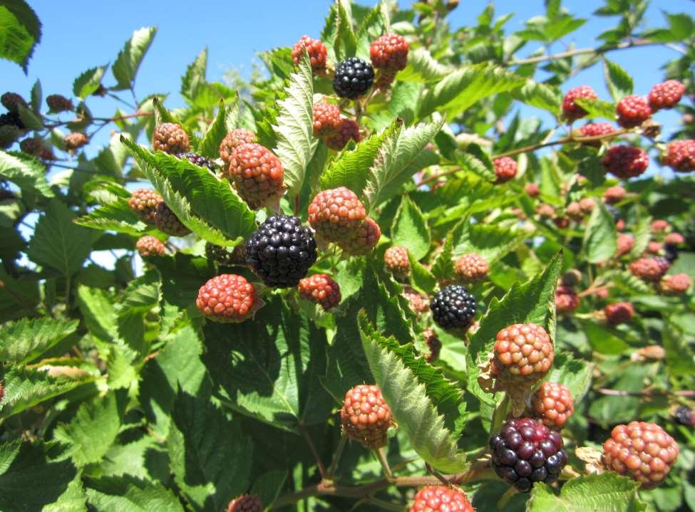 Caneberries In organic systems fertilize summer bearing cultivars (raspberry and blackberry) during the spring when fertilizers are being taken into the crow, floricanes, primocanes and into the
