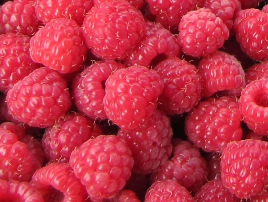 Primocane fruiting raspberry In organic systems fertilize primocane fruiting raspberry with the required amount split between a solid fertilizer pre-planting in the spring and the