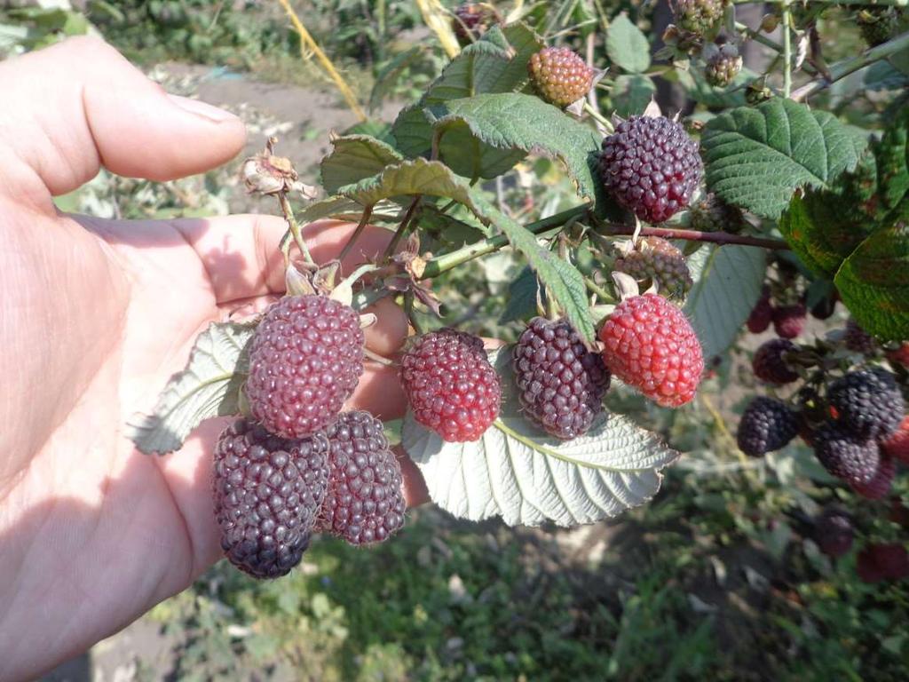 Today s presentation Tools for your organic berry project: NRCS web soil survey Soil sampling and testing Land history and project map Berry fertility Understanding the crop: time of