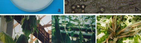 (a) colony on PSA (potato sucrose agar) (b)