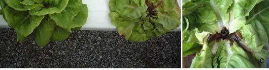 The lesions expand to the large size and spread out to leaf vein resulted in leaf sheath rotting consequently. In sever case, all leaves of lettuce were dropped and collars became rotting (Figure 4).