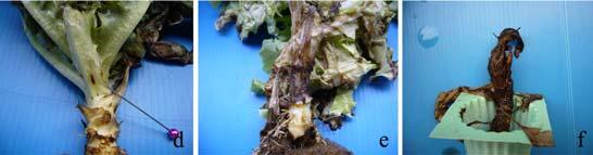 (a) infected plant showing leaf drop and heart rot symptom (b-c) damage plant and insect chewing conducive to disease infection (d-f) disease developed from small soaking lesion to collar rot Collar