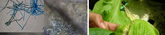 Figure 7 Cercospora sp. caused leaf spot disease of lettuce grown in commercial NFT.