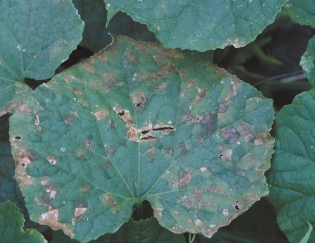 Understanding Downy Mildew: Downy mildew is a serious disease that can affect many field crops in Canada. As an obligate parasite it requires a living host to infect.