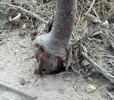 trees Rootstocks Fire blight difficult to manage Prune out any cankers in winter If it